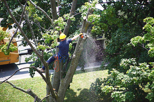 Professional Tree Care in Manvel, TX