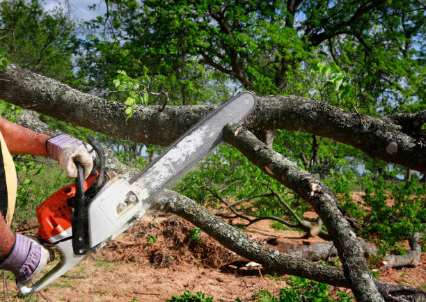 Best Tree Health Inspection  in Manvel, TX