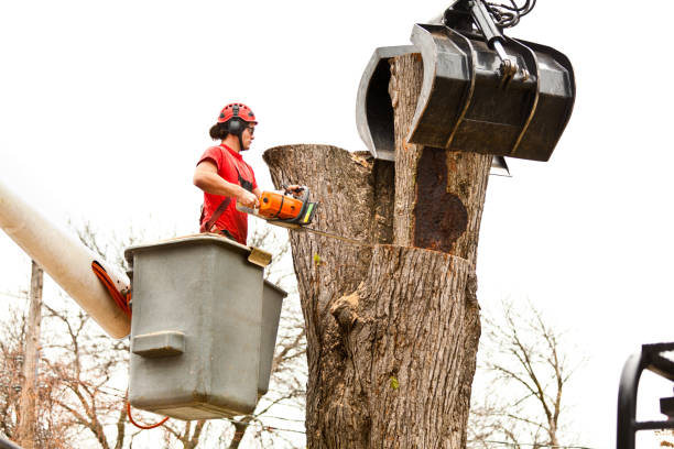 How Our Tree Care Process Works  in  Manvel, TX